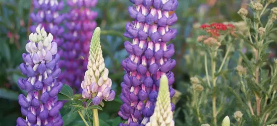 Garten-Lupine 'Persian Slipper'®