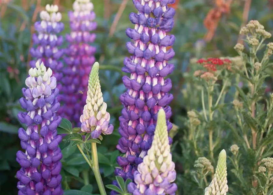 Garten-Lupine 'Persian Slipper'®