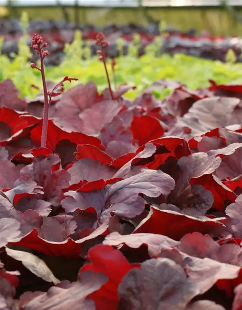 Garten-Purpurglöckchen 'Cherry Cola'®