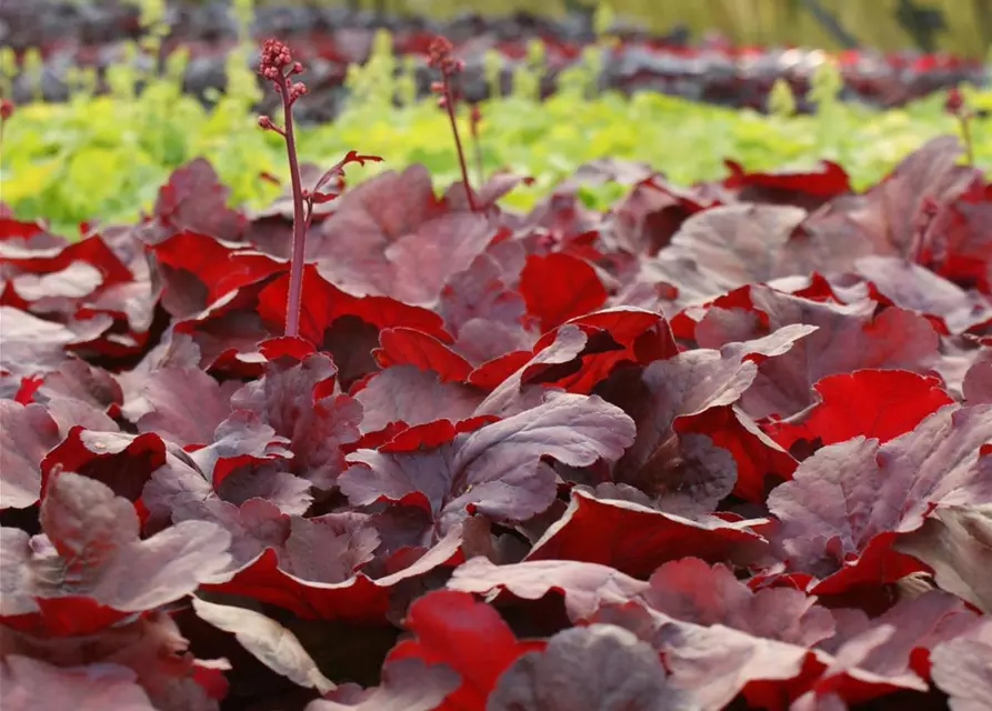 Garten-Purpurglöckchen 'Cherry Cola'®