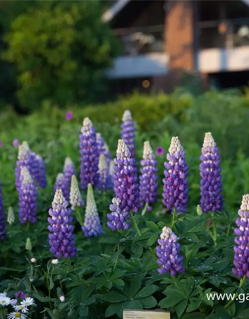 Garten-Lupine 'Persian Slipper'®