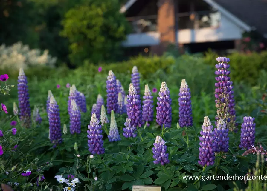 Garten-Lupine 'Persian Slipper'®