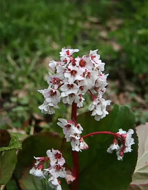 Bergenia cordifolia 'Bressingham White'