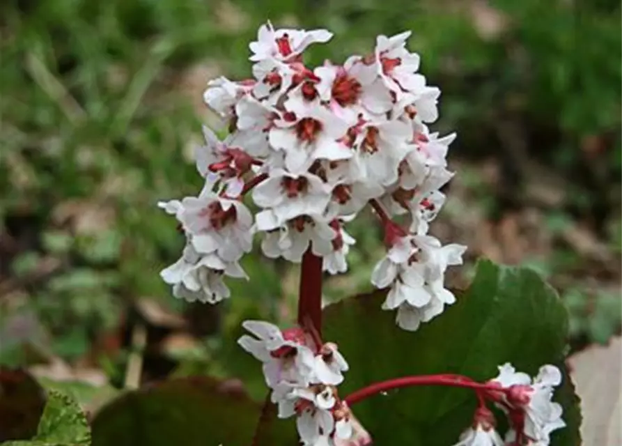 Bergenia cordifolia 'Bressingham White'