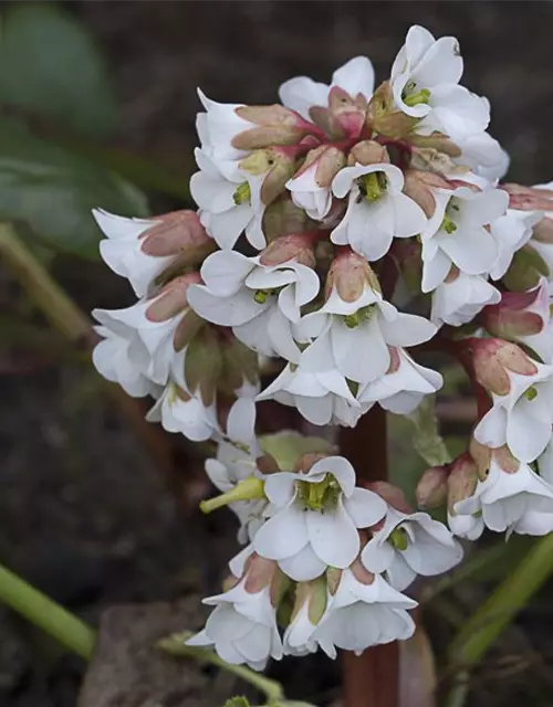 Bergenia cordifolia 'Bressingham White'