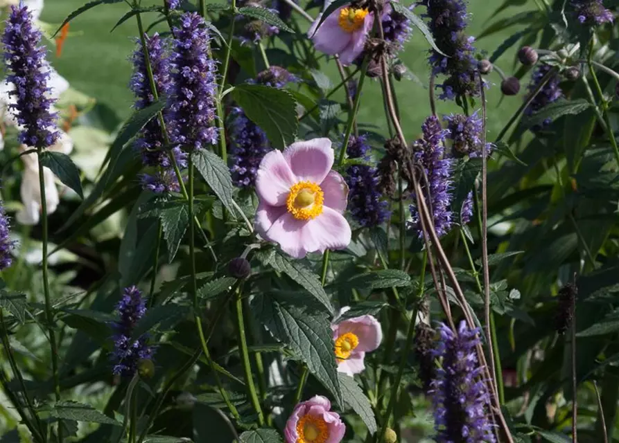 Garten-Duftnessel 'Black Adder'®