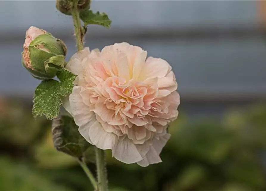 Gefülltblühende Stockrose