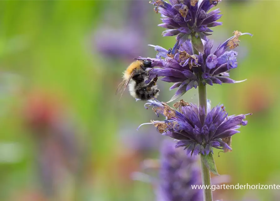 Garten-Duftnessel 'Black Adder'®