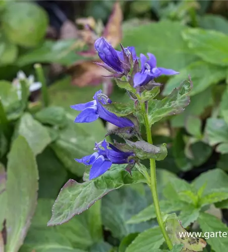 Garten-Lobelie 'Blaue Auslese'