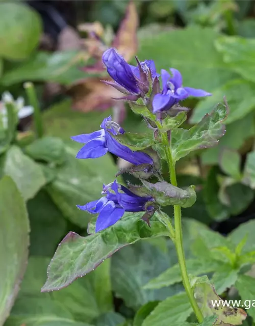 Garten-Lobelie 'Blaue Auslese'