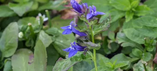 Garten-Lobelie 'Blaue Auslese'