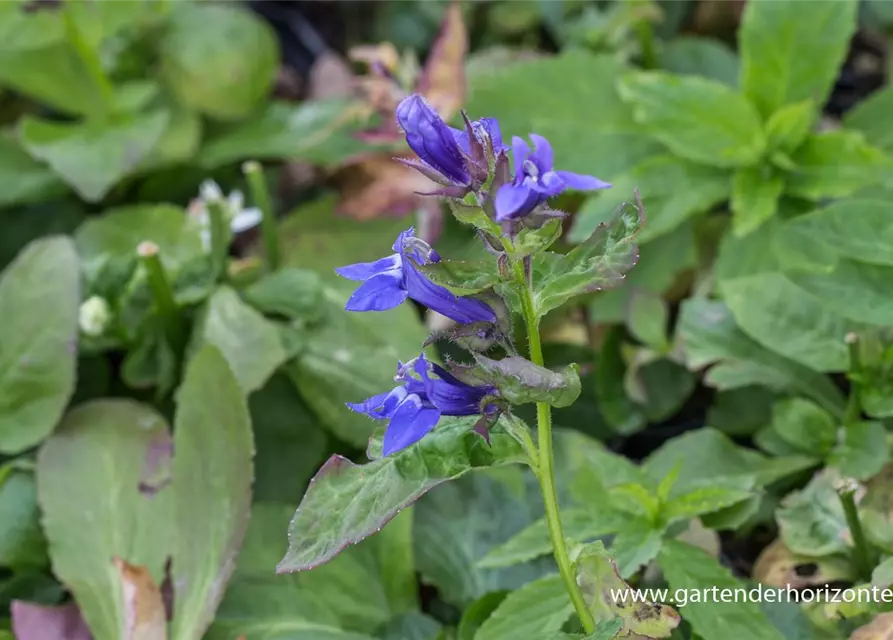 Garten-Lobelie 'Blaue Auslese'