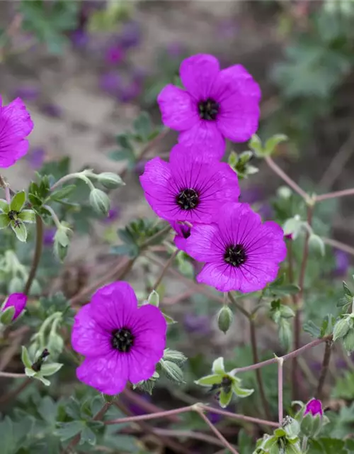 Geranium cinereum subcaulesc.'Giuseppii'