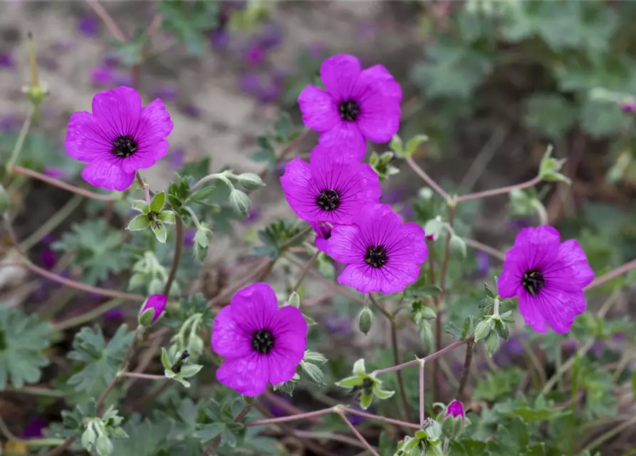 Geranium cinereum subcaulesc.'Giuseppii'