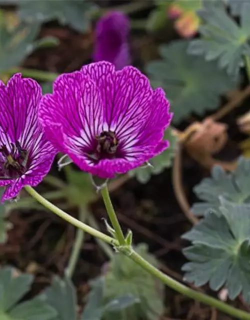 Geranium cinereum 'Jolly Jewel Night' -R-