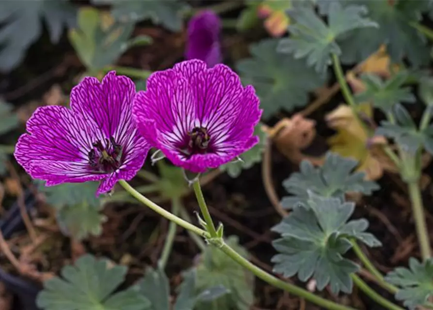 Geranium cinereum 'Jolly Jewel Night' -R-