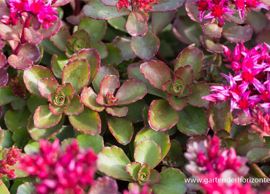 Garten-Teppich-Fettblatt 'Fuldaglut'