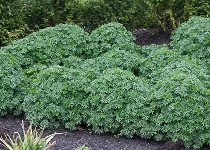 Garten-Blut-Storchschnabel 'Ron Leed'