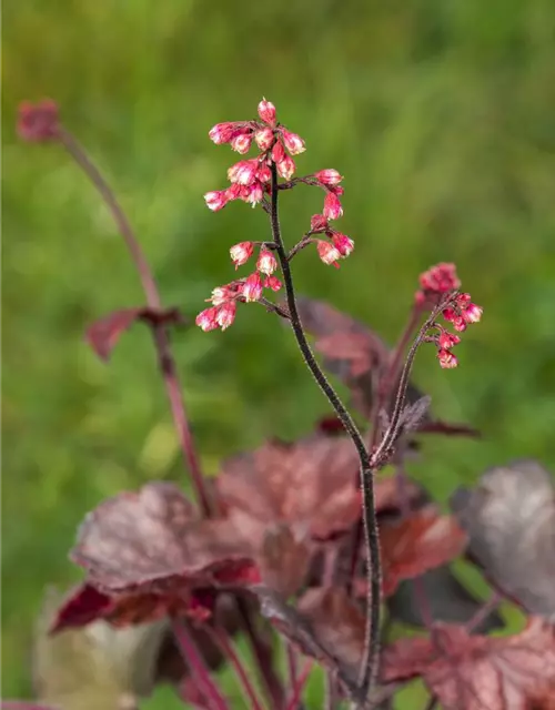 Garten-Silberglöckchen 'Melting Fire'