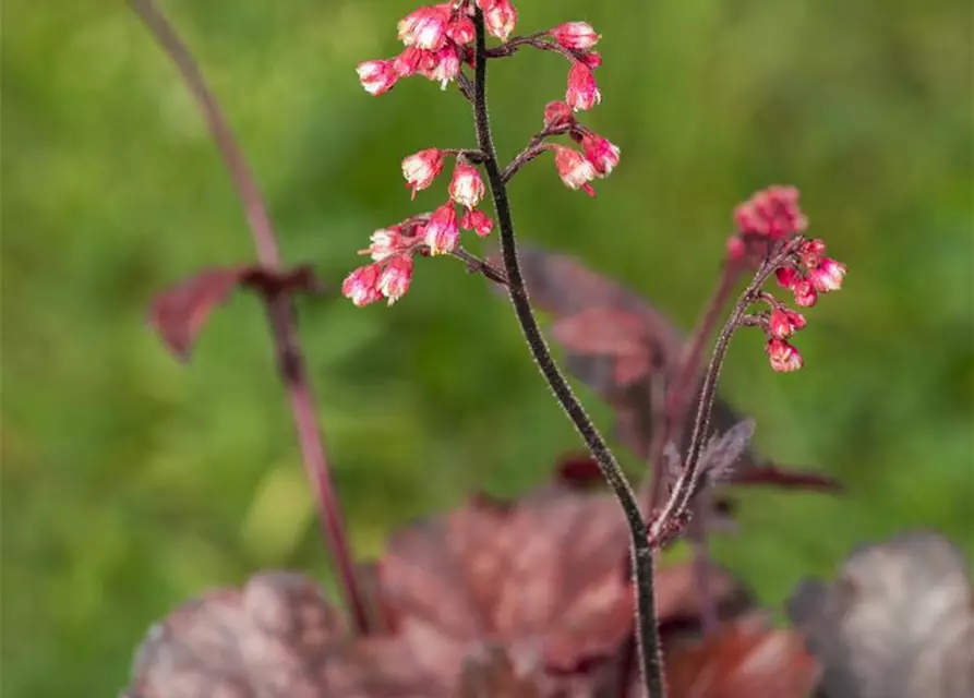 Garten-Silberglöckchen 'Melting Fire'