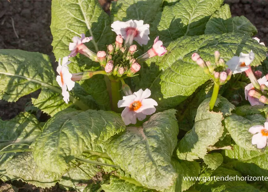 Garten-Etagen-Schlüsselblume 'Appleblossom'