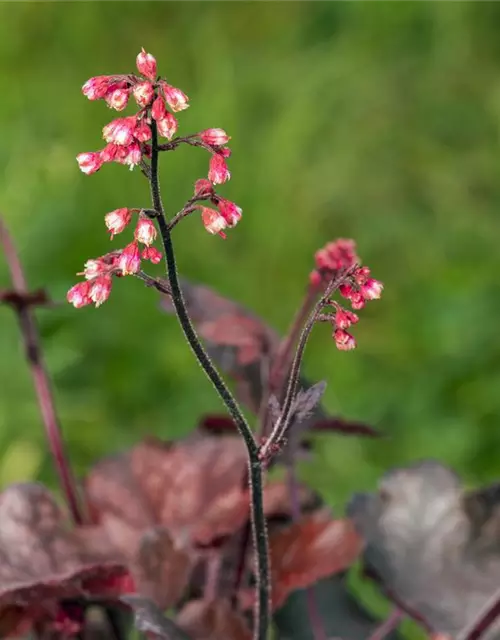 Garten-Silberglöckchen 'Melting Fire'