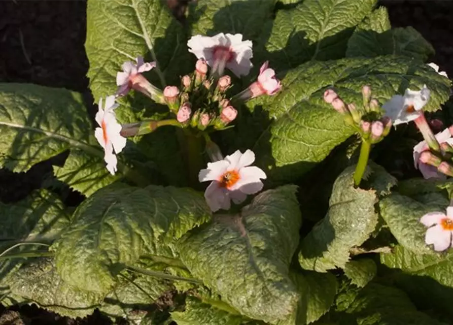 Garten-Etagen-Schlüsselblume 'Appleblossom'