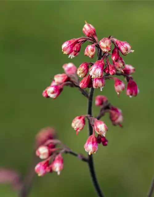 Garten-Silberglöckchen 'Melting Fire'