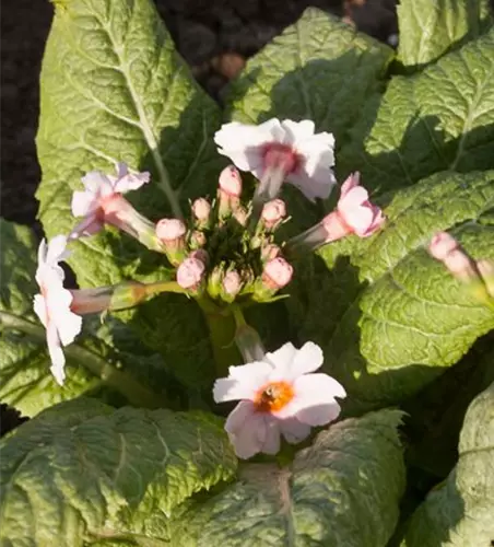 Garten-Etagen-Schlüsselblume 'Appleblossom'