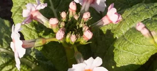 Garten-Etagen-Schlüsselblume 'Appleblossom'