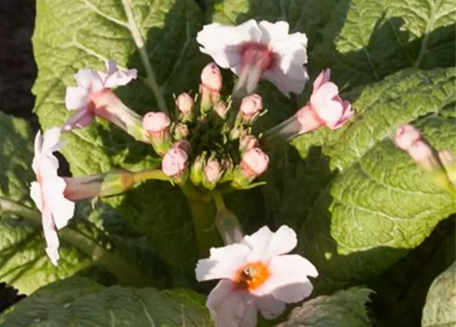 Garten-Etagen-Schlüsselblume 'Appleblossom'