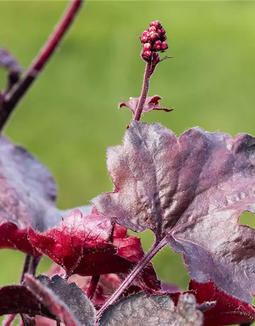 Garten-Silberglöckchen 'Melting Fire'