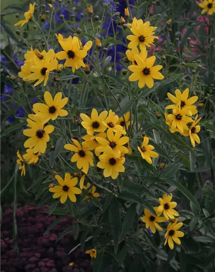 Coreopsis tripteris