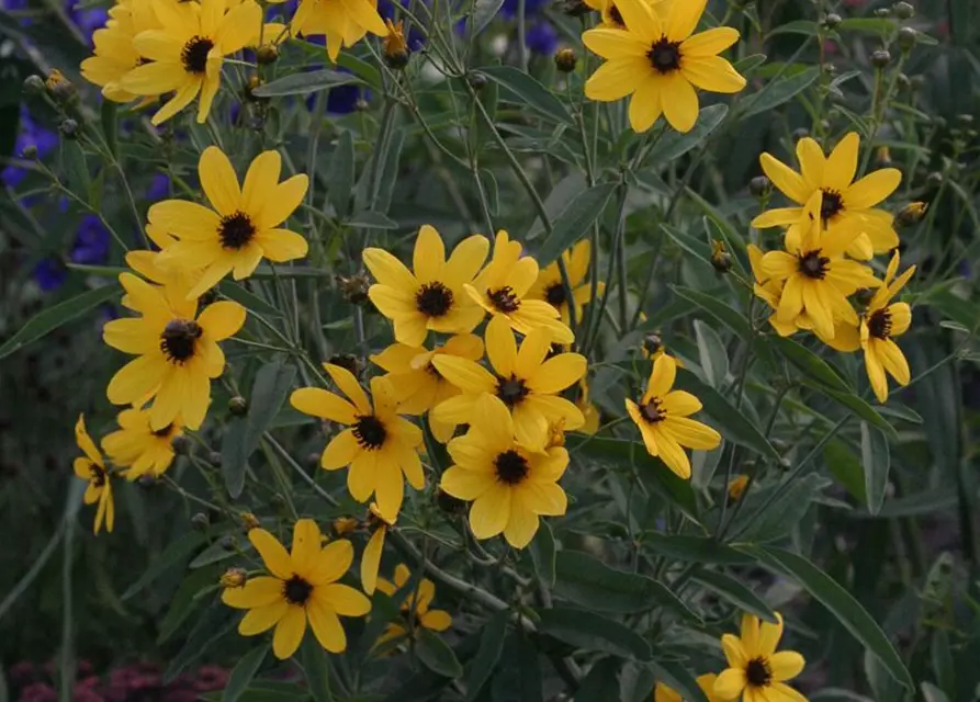 Coreopsis tripteris