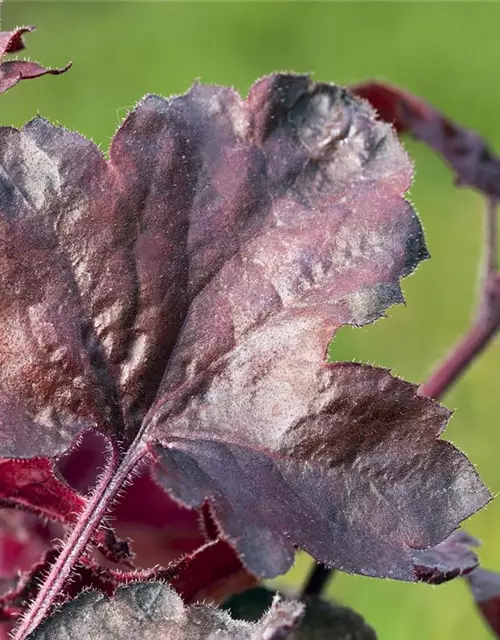 Garten-Silberglöckchen 'Melting Fire'