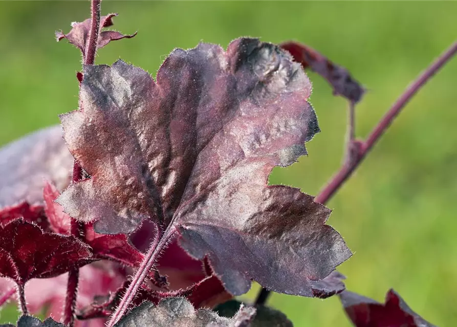 Garten-Silberglöckchen 'Melting Fire'