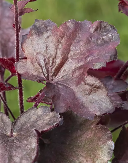 Garten-Silberglöckchen 'Melting Fire'