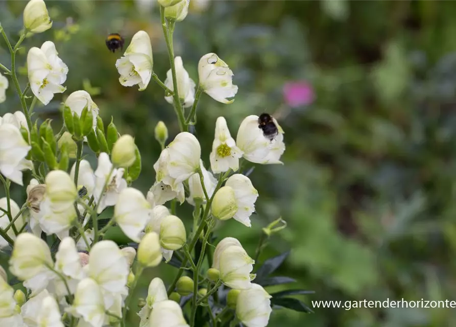 Garten-Eisenhut 'Album'