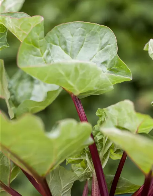 Garten-Rhabarber 'Holsteiner Blut'