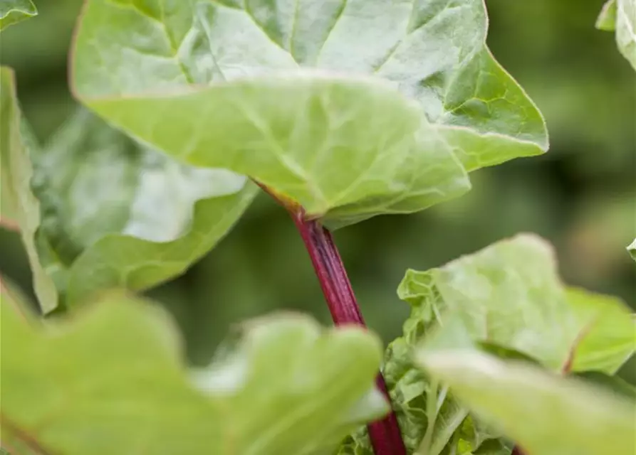 Garten-Rhabarber 'Holsteiner Blut'