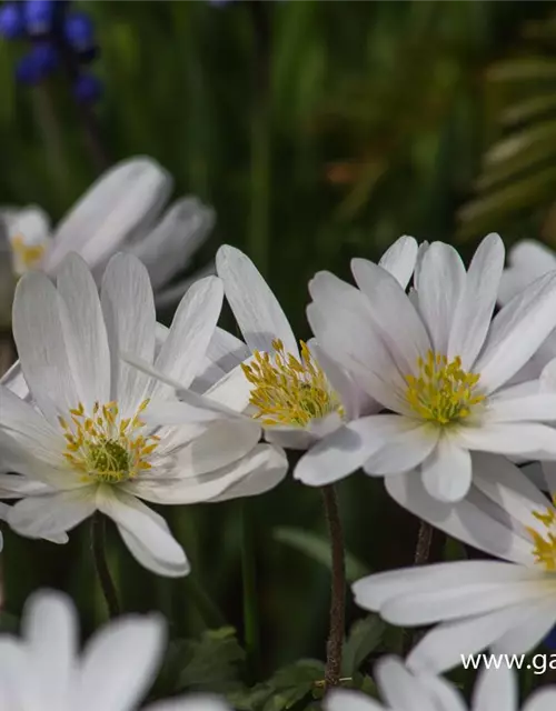 Garten-Strahlen-Windröschen 'White Splendour'