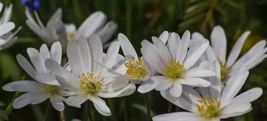 Garten-Strahlen-Windröschen 'White Splendour'