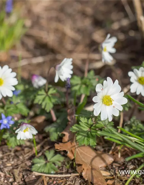 Garten-Strahlen-Windröschen 'White Splendour'