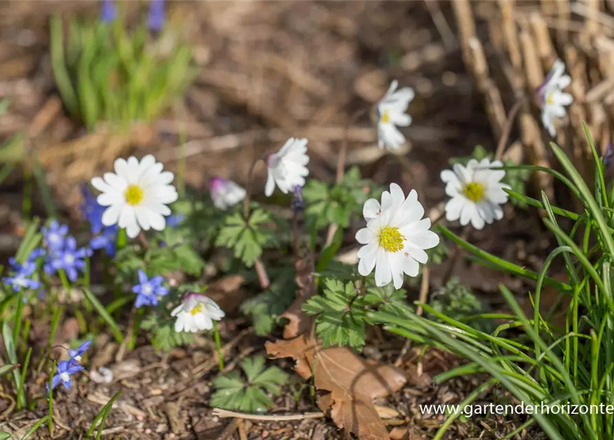 Garten-Strahlen-Windröschen 'White Splendour'