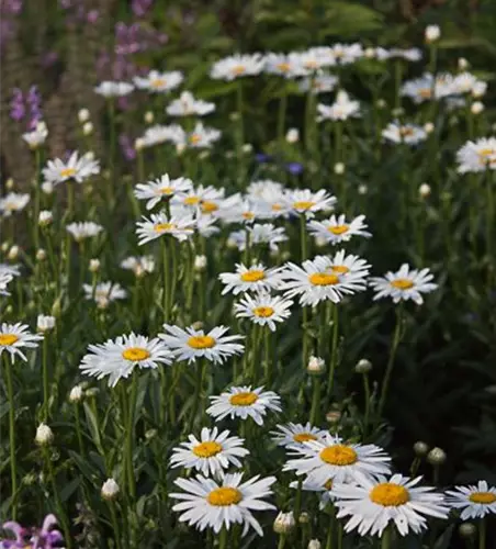 Garten-Margerite 'Alaska'