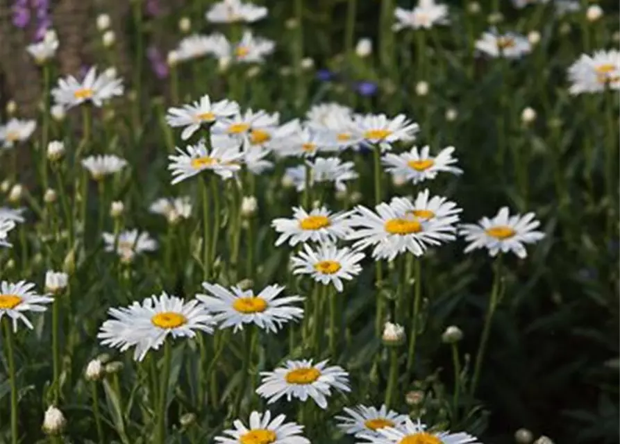 Garten-Margerite 'Alaska'