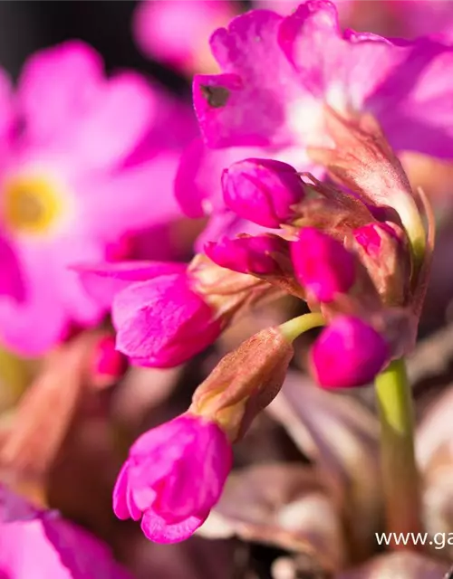 Garten-Rosen-Schlüsselblume 'Gigas'