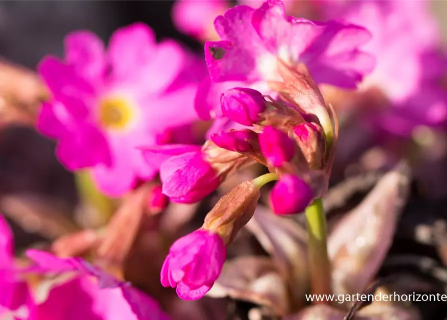 Garten-Rosen-Schlüsselblume 'Gigas'