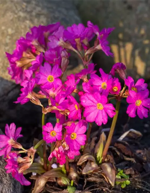 Garten-Rosen-Schlüsselblume 'Gigas'