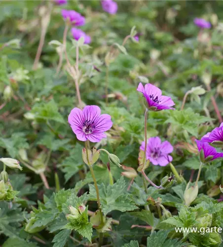 Garten-Storchschnabel 'Pink Penny'®